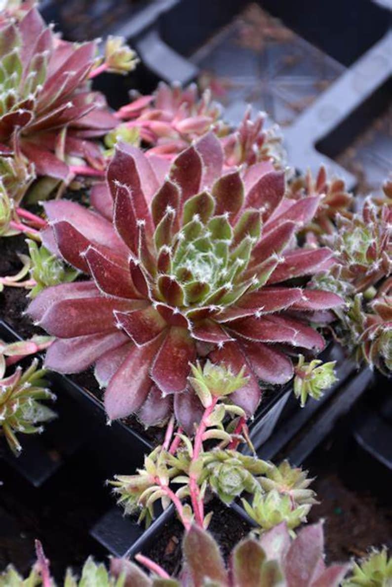 Hens and Chicks Plant 2.5" Jade Rose Sempervivum Hardy Succulent Perennial Green and Purple Rosettes, Drought Tolerant