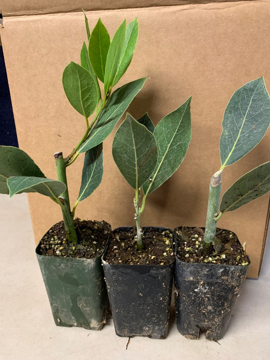 3Pk Bay Leaf Plants - Laurus Nobilis - Culinary Herb for Garden - Indoor/Outdoor Gardening - Live Bayleaf Plants Set