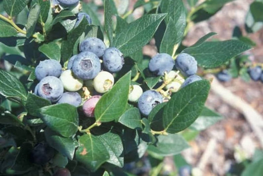 Windsor Southern Highbush Blueberry Plant - Live 4-6 Inch Starter Blueberry Bush - Vaccinium corymbosum - Sweet Fruit