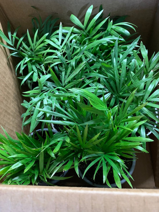 6pk Neanthe Bella Palm Plants in 3.5” Pots - Chamaedorea elegans - Live Indoor Houseplants for Home Decor