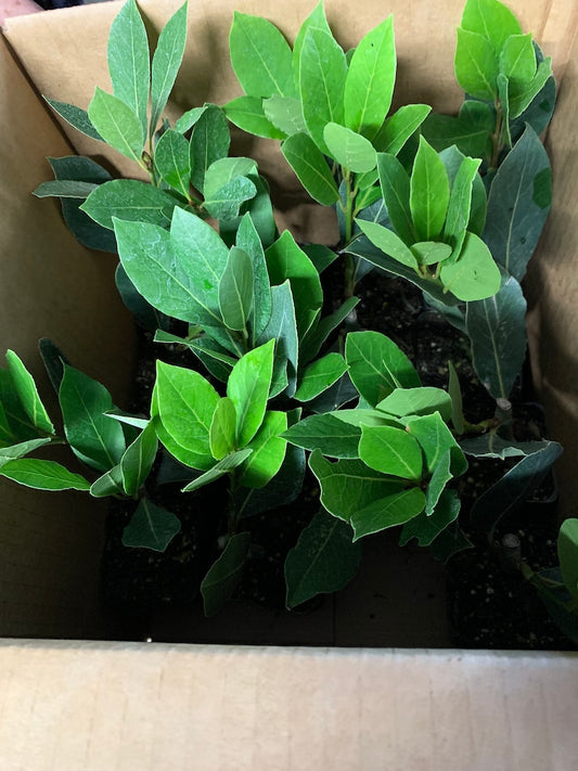 Bay Leaf Plant 15 Pack - Laurus Nobilis - Culinary Herb for Gardens, Full Sun, Mediterranean Native