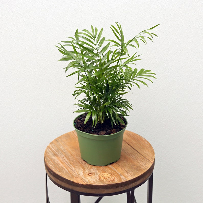 LIVE 6 Inch Parlor Palm, Chamaedorea Elegans, Pet Friendly Indoor Plant, Neanthe Bella, Perfect Gift for Plant Lovers