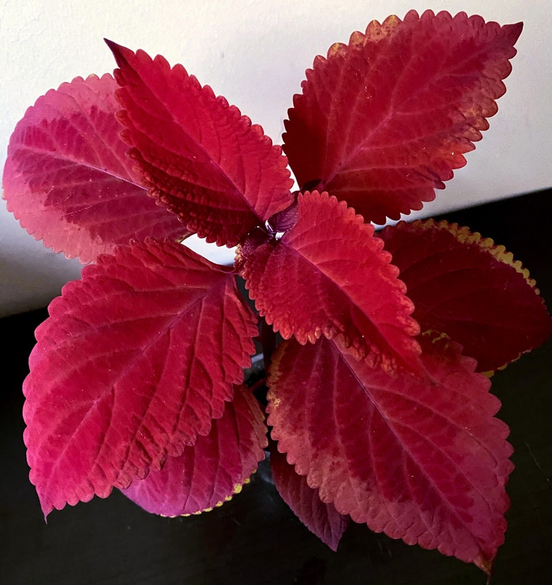 Coleus Live Starter Plant, 4-6" Redhead Variety, Vibrant Magenta Foliage, Plectranthus Scutellarioides, Easy Care Indoor/Outdoor