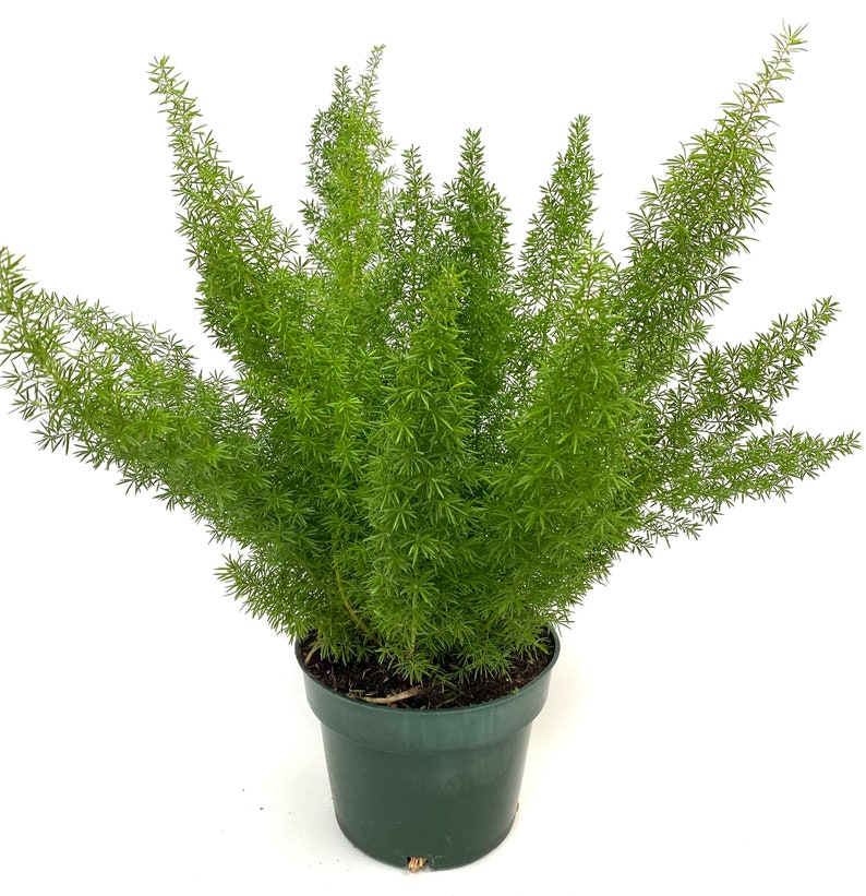 Foxtail Fern Plant - Asparagus Fern - Green Foliage - Indoor/Outdoor - Easy Care - Low Light - Air Purifying Plant