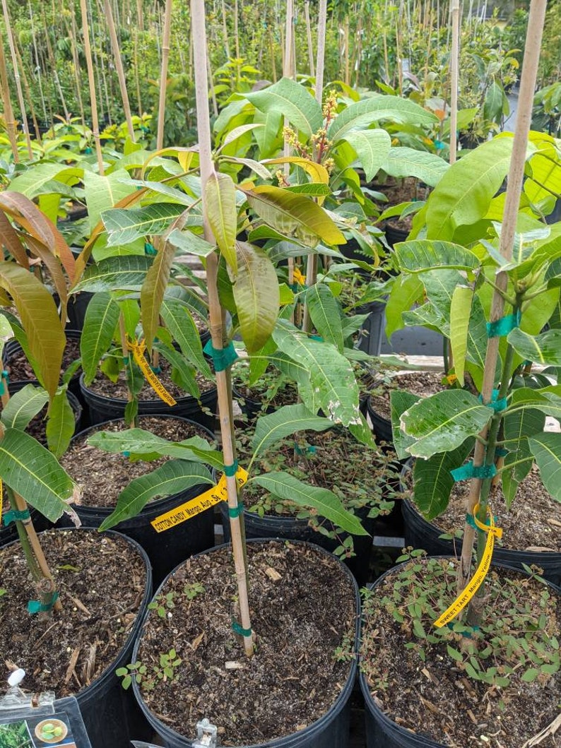 Dwarf Cotton Candy Mango Tree - Florida Variety - Mangifera indica - Ideal for Small Spaces, Easy to Grow