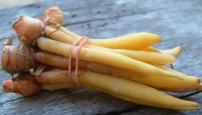 Finger Root Starter Plant 4-6 inches - Chinese Keys, Chinese Ginger (Zingiber zerumbet) - Live Herb Plant for Culinary & Medicinal Use