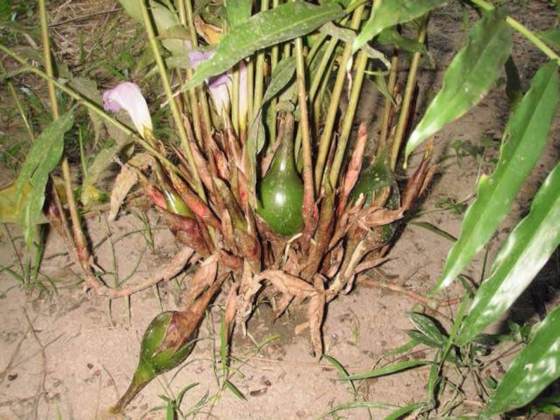 Grains of Paradise Live Plant - Alligator Pepper Starter Plant - Aframomum melegueta - Unique Spice for Culinary Use