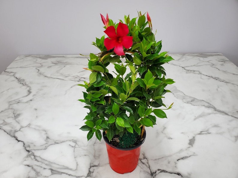 Live Red Dipladenia Plant on Trellis - 1 Gallon Tropical Flowering Plant - Dipladenia spp. - 18" Hoop, 18-20" Height
