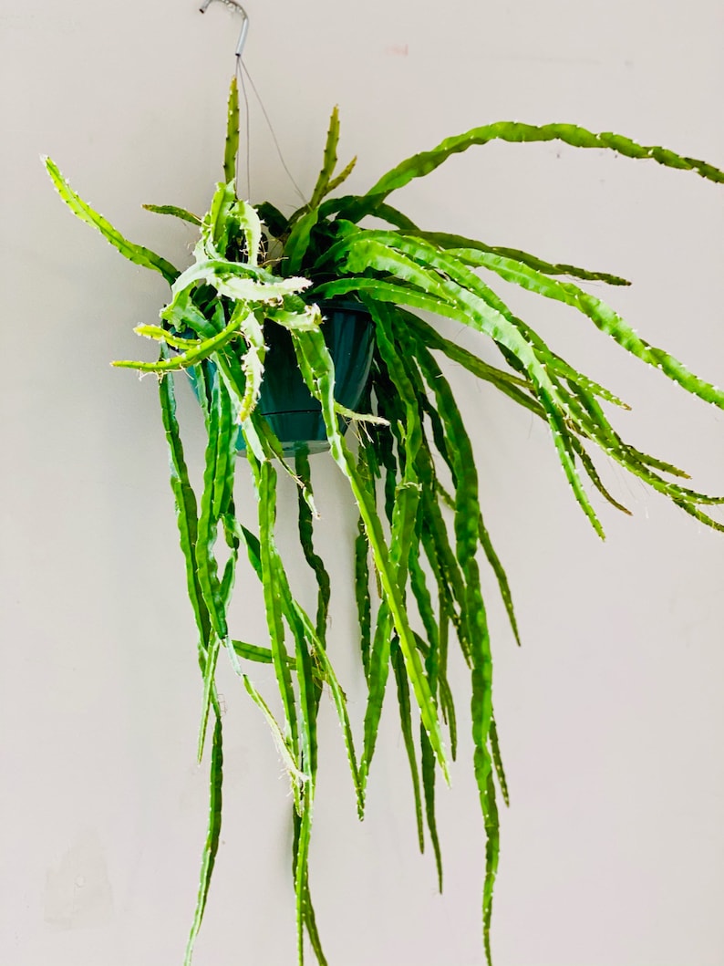 Hurricane Cactus Live Plant 6” Pot or 8” Hanging Basket Lepismium Cruciforme Trailing Epiphytic Cactus for Home Decor