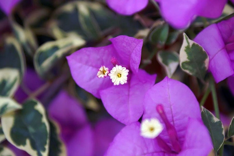 Live Bougainvillea Plants - 2 Blueberry Ice Starter Plants - Bougainvillea 'Blueberry Ice' - Easy Care Flowering Vines