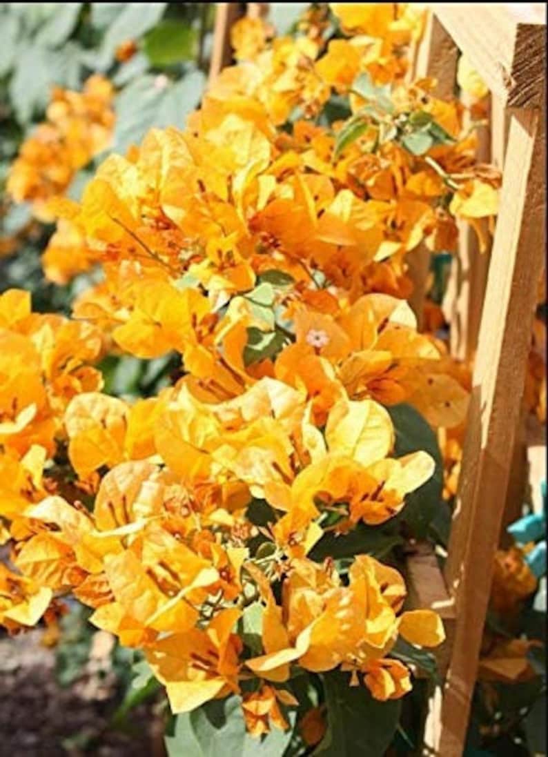 Bougainvillea Live Plant Set of 2 - California Gold Yellow Flowering Plants - Bougainvillea glabra