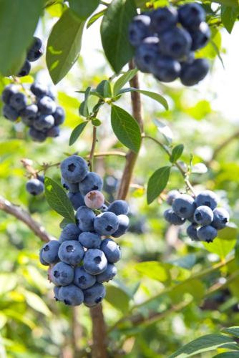 Misty Blueberry Plant - 4-6 Inch Live Blueberry Bush - Vaccinium corymbosum - Attractive Foliage & Sweet Berries