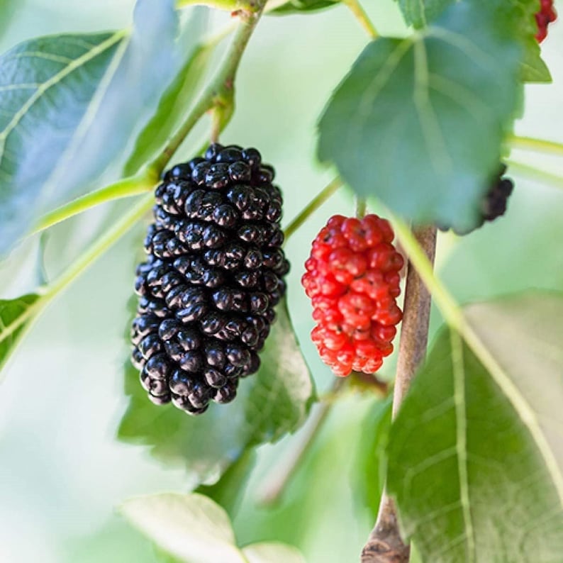Dwarf Everbearing Mulberry Tree Live Plant - Healthy Starter Plant - Morus Nigra - Self-Pollinating, Pest-Resistant Variety
