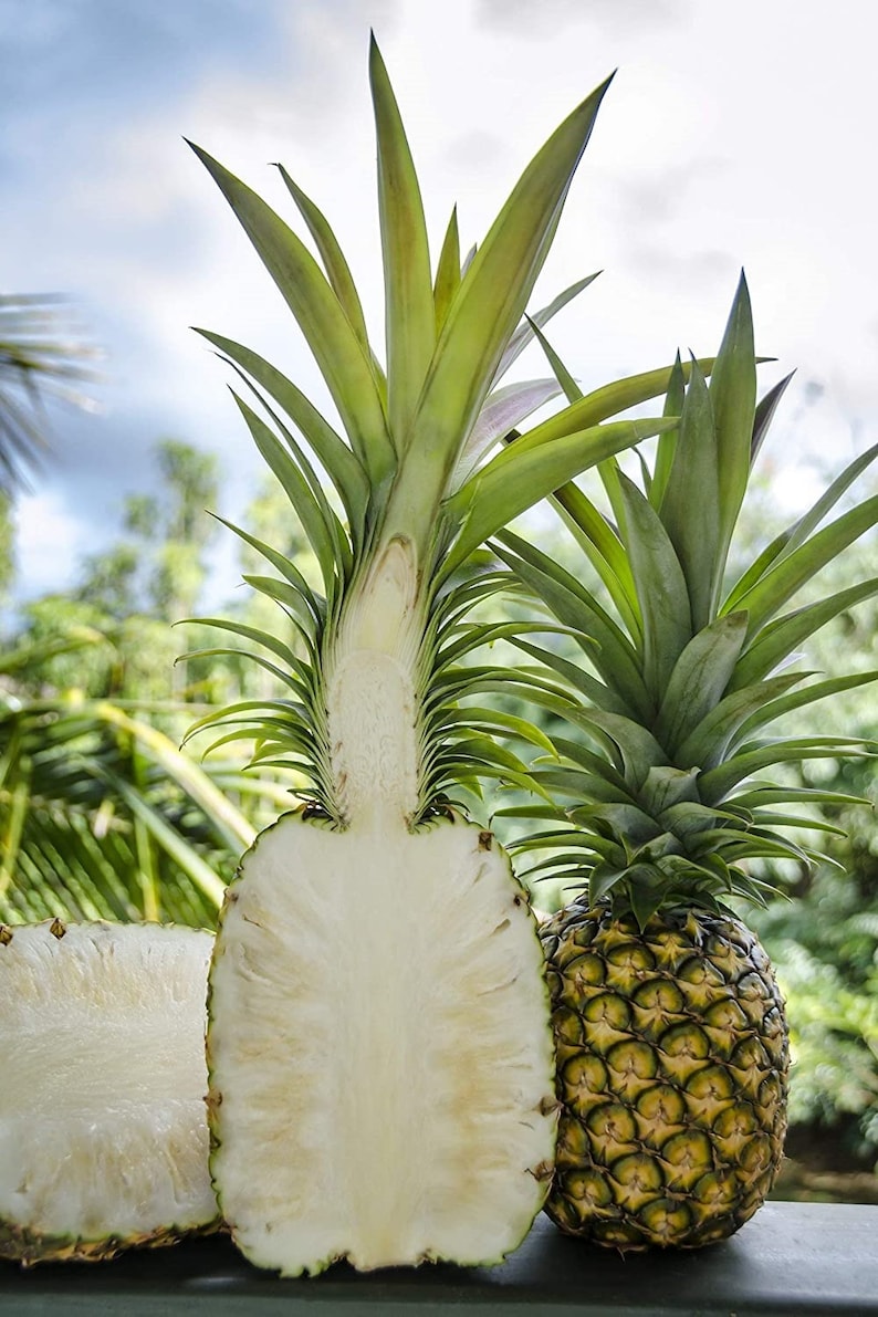 Live Sugarloaf Pineapple Plant - Ananas comosus - Tropical Indoor/Outdoor Bromeliad - Healthy Starter Plant for Home Gardening