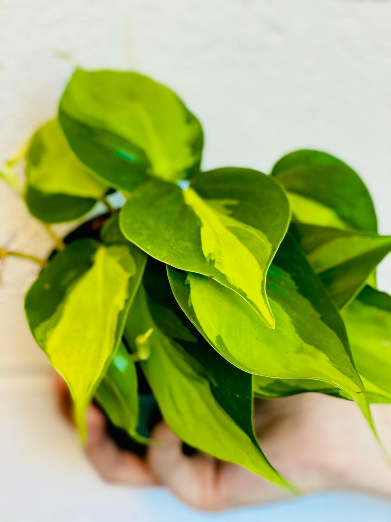 Philodendron Brasil Plant - Variegated Tropical Houseplant - Heart-Shaped Leaves - Easy Care (Philodendron hederaceum)