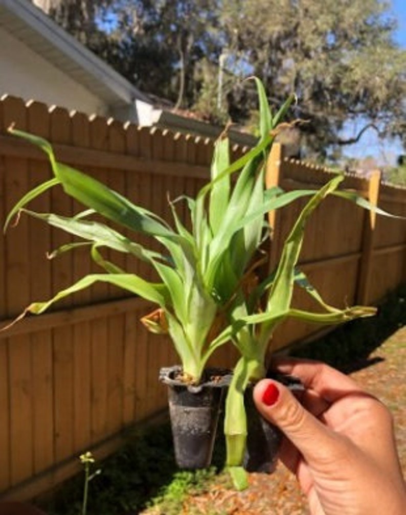 Live White Jade Pineapple Plant - Ananas comosus - Fruit Tree Starter Plant - Easy Care Tropical Houseplant - Edible Core