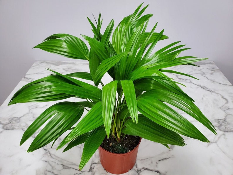 Chinese Fan Palm Tree Plant Live - 3 Gallon, Tropical House Plant, Livistona Chinensis, Indoor Foliage Decor
