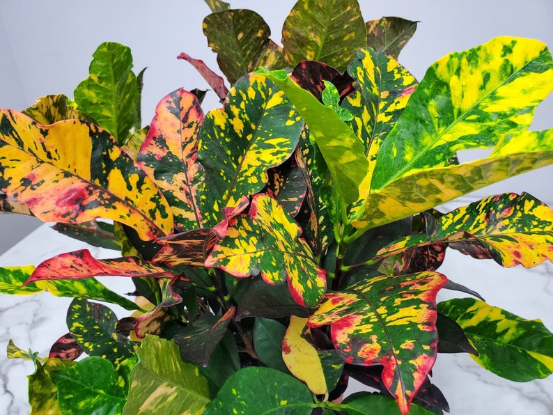 Large Croton Magnificent House Plant - Easy Care Foliage Plant - Croton variegatum - 3 Gallon Pot - Tropical Indoor or Outdoor Decor