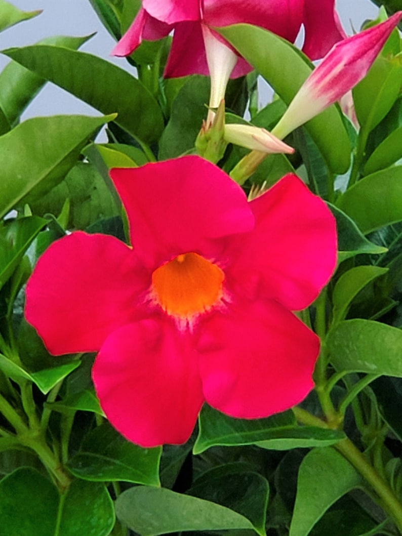 Dipladenia Flowering Bush - Coral - Live Vining Plant - Easy Care - 3 Gallon - Ideal for Containers - Dipladenia spp.