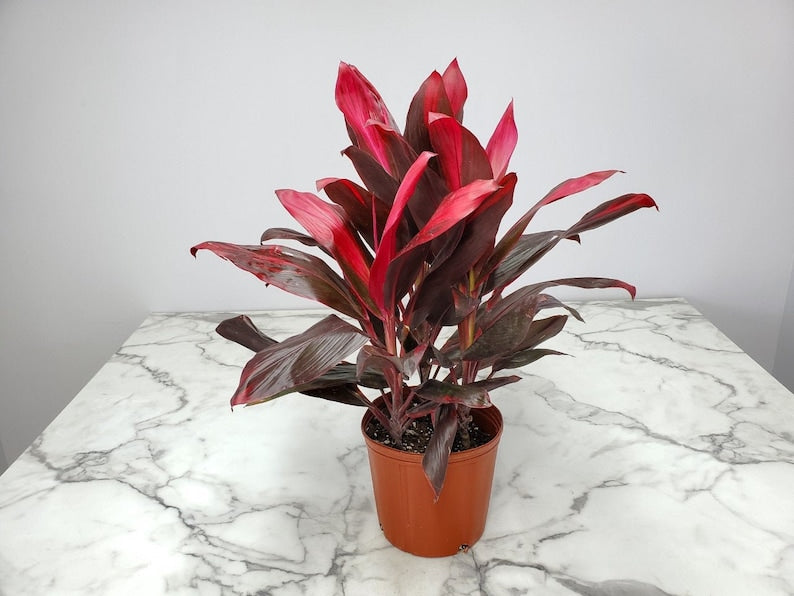 Cordyline Plant - 3 Gallon Hawaiian Ti Red Sister - Tropical Foliage - Easy Care Indoor/Outdoor Plant - Cordyline terminalis