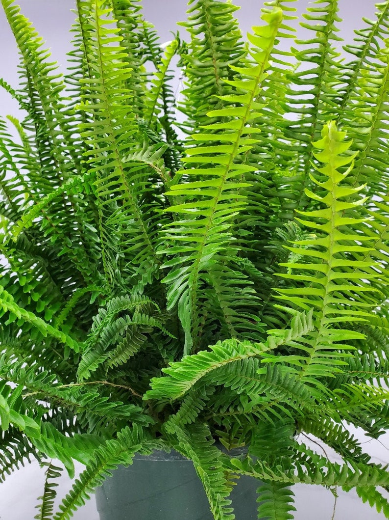 Hanging Plant Live - 12" Basket - Kimberly Queen Fern - Nephrolepis exaltata - Easy Care Indoor/Outdoor Foliage Plant