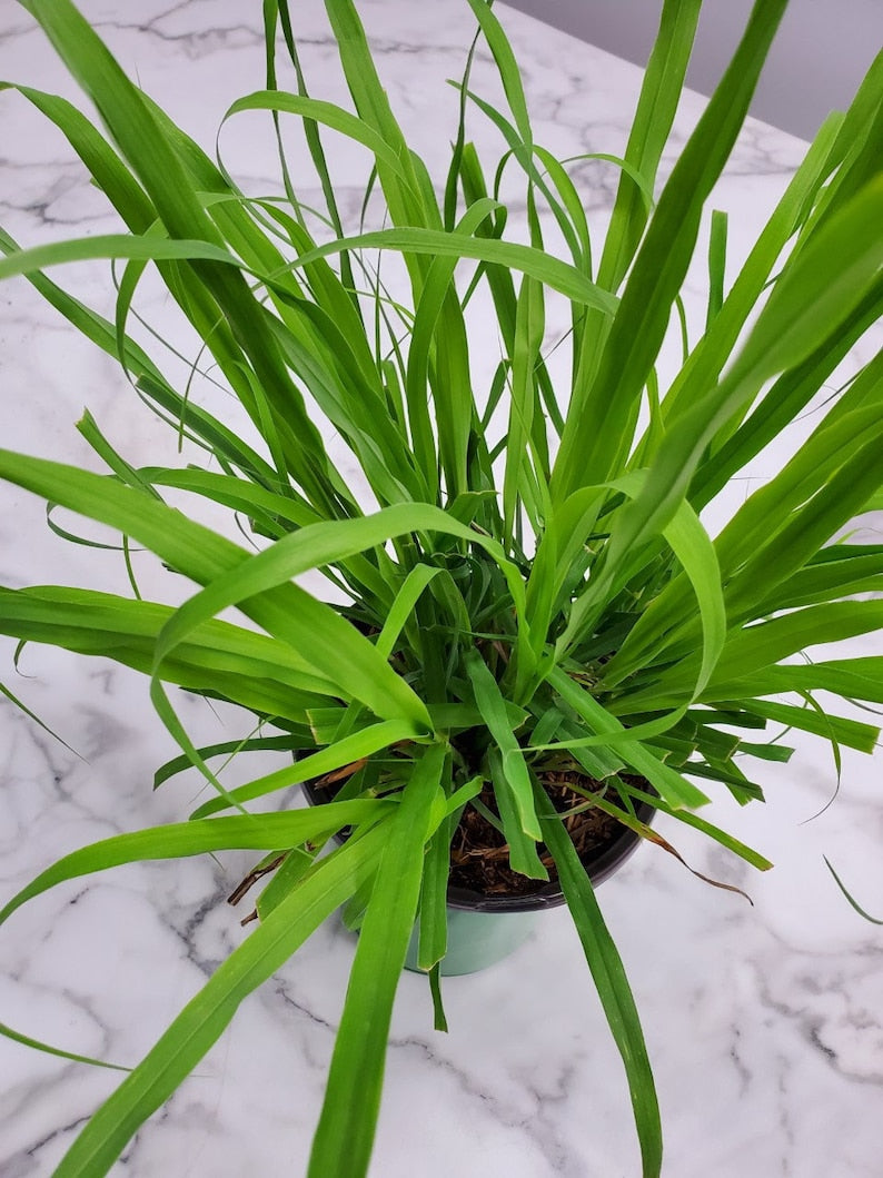 Lemon Grass Plant - 1 Gallon Indoor Foliage - Cymbopogon Citratus - Easy Care Garden Herb - Aromatic Grass Plant