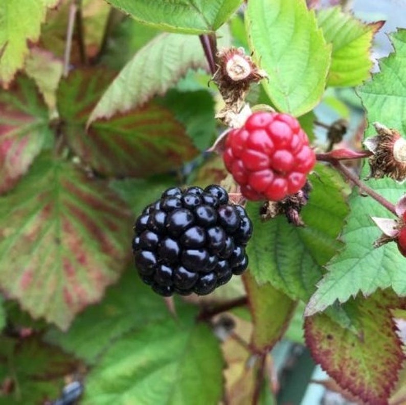 Triple Crown Blackberry Plant - Thornless Starter Fruit Tree - Rubus fruticosus - Live Blackberry for Planting