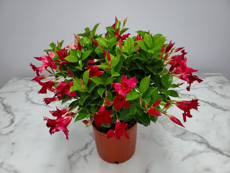 Live Dipladenia Bush Plant - Red Flowering Tropical Plant - 3 Gallon (10") - Dipladenia spp. - Ideal for Containers & Hanging Baskets