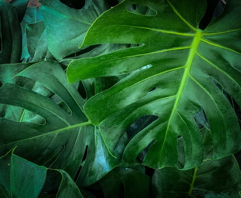 Monstera Deliciosa Swiss Cheese Plant - 24-28” Live Indoor Tropical Plant - Easy Care Houseplant - Monstera Plant