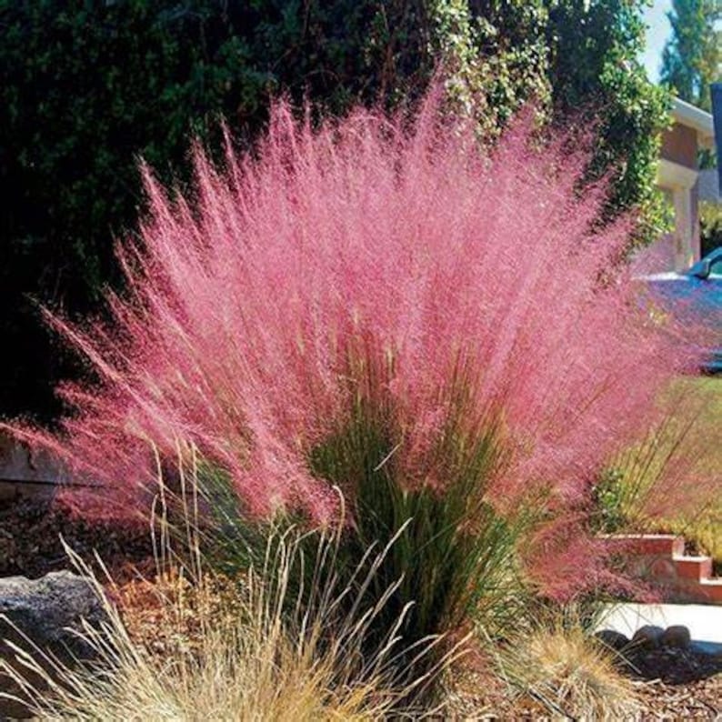 Pink Muhly Grass Live Starter Plant 6-12" Ornamental Grass Muhlenbergia capillaris Drought Tolerant Easy Care Plant