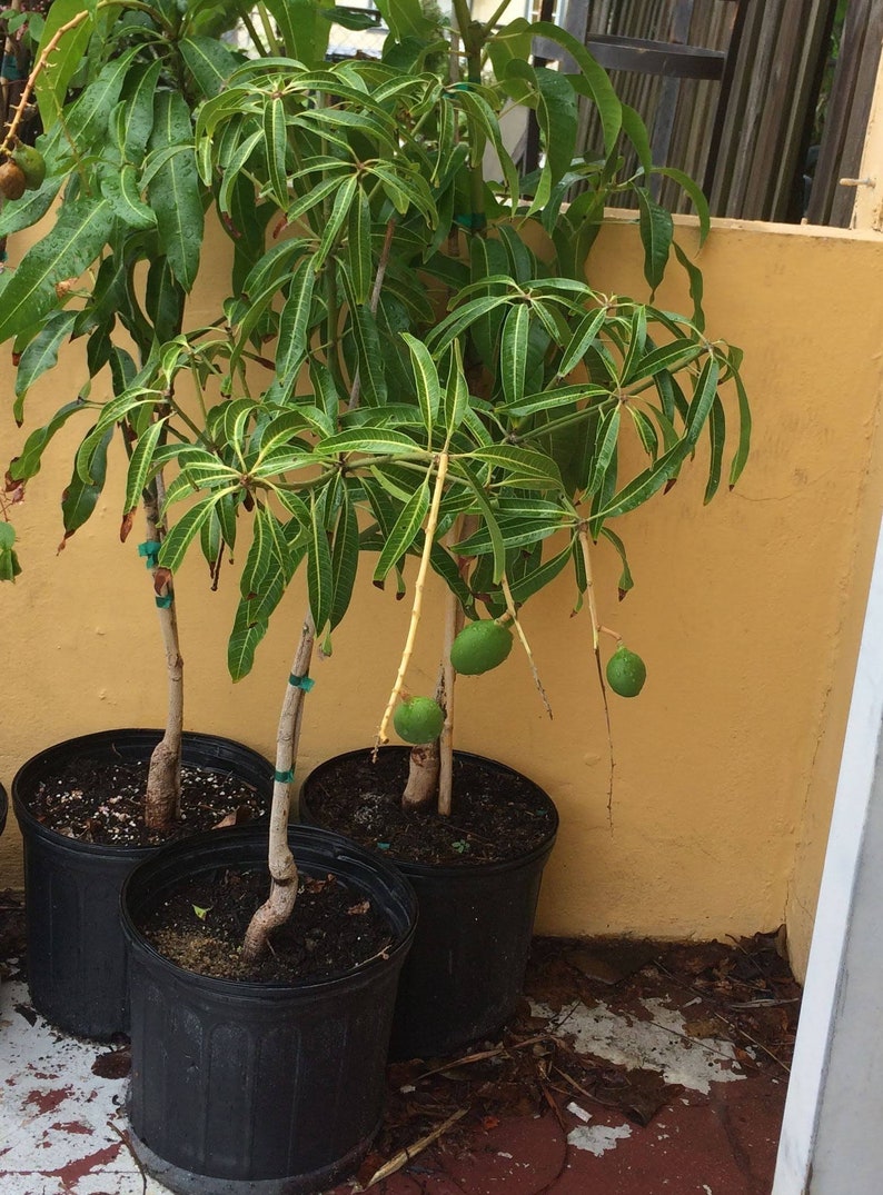 Dwarf Mango Tree - 18-24" Ice Cream Variety - Grafted - Mangifera indica - Tropical Fruit Plant for Home Garden
