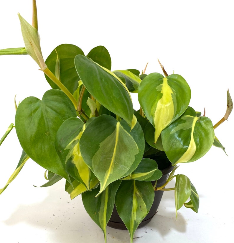 Philodendron Brazil Hanging Basket | Live Tropical Vining Plant | Heart-Shaped Green & Yellow Leaves | Philodendron Brasil