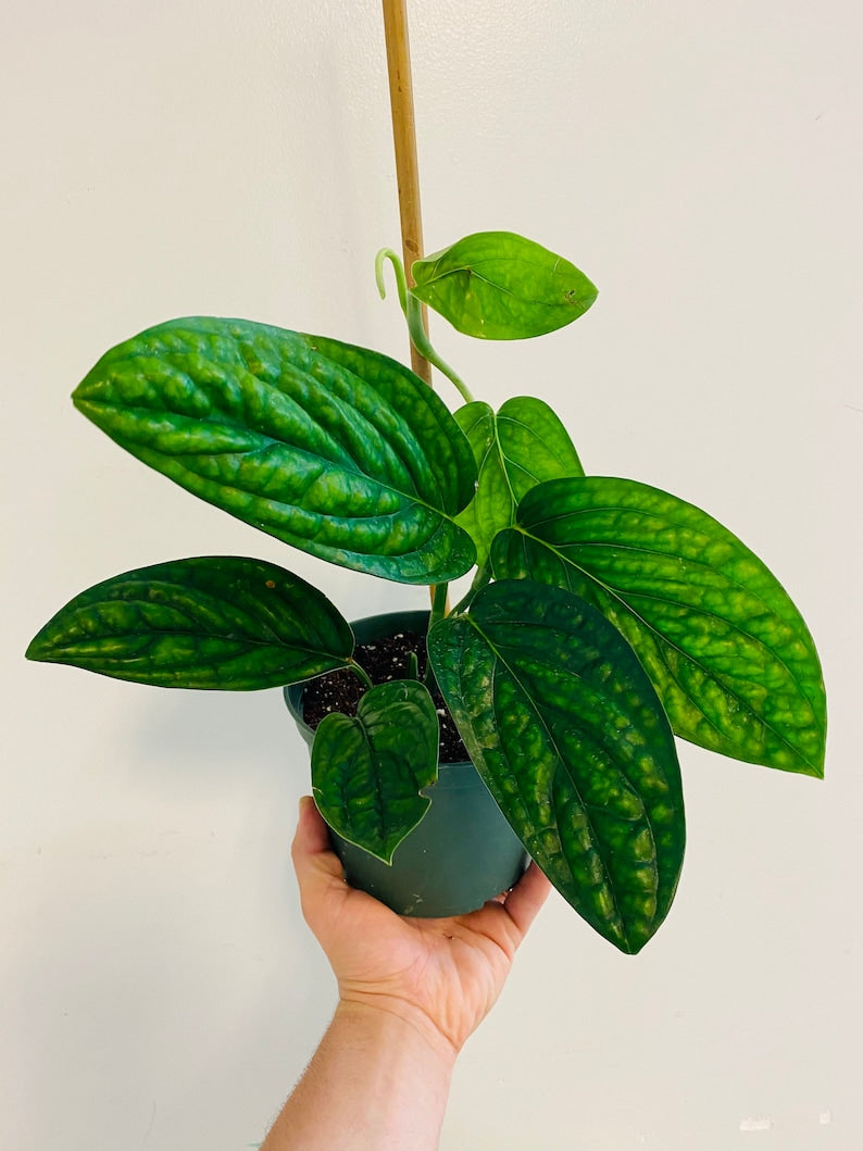 Monstera Peru Plant - Rare Tropical Houseplant - Emerald Green Foliage - Monstera karstenianum - Potted for Easy Care