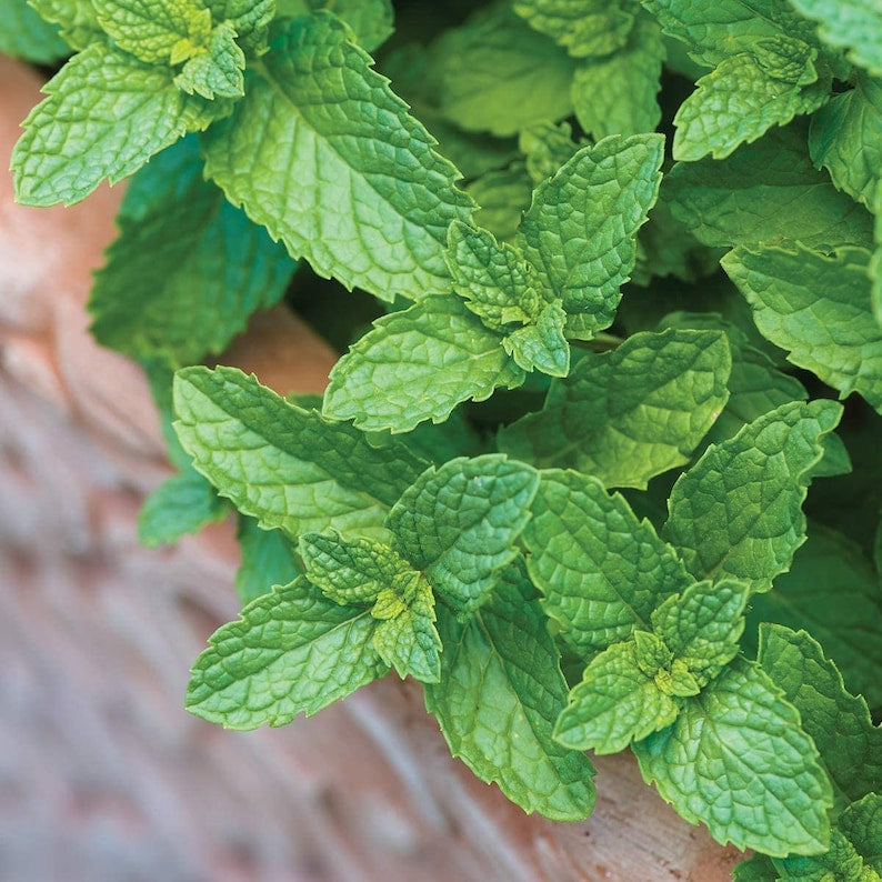 Live Spearmint Plants - 2 Healthy Starter Mint Herb Plants - Mentha spicata - Aromatic Garden Mint for Cooking and Herbal Tea