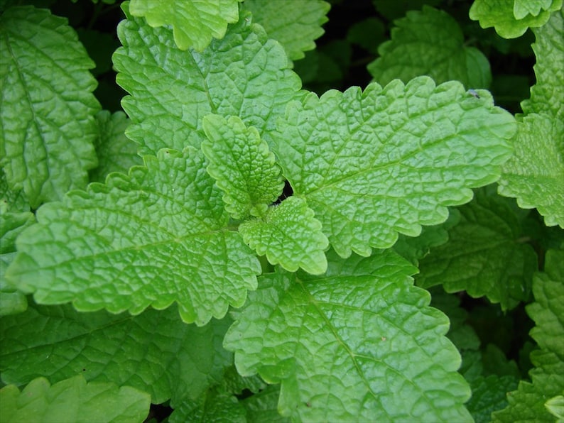Lemon Balm Starter Plants - 2 Live Herb Plants - Melissa officinalis - Fresh Minty Flavor - Natural Anxiety Relief