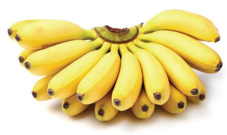 Mysore Banana Plant - 4-6 inch Live Edible Musa Banana Starter Plant - Tropical Fruit Tree for Home Garden