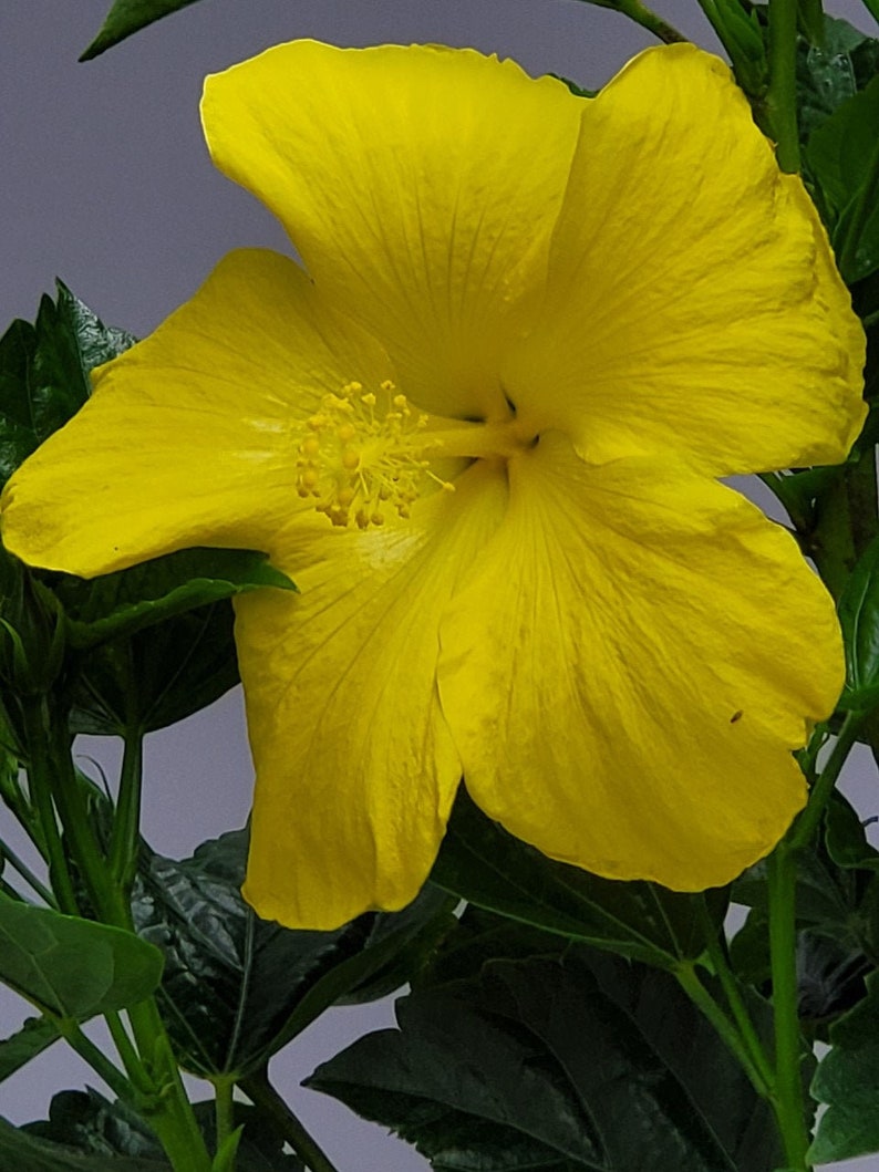 Hibiscus Plant Live - 3 Gallon Yellow Flowering Standard Tree - Hibiscus rosa-sinensis - Easy Care Tropical House Plant