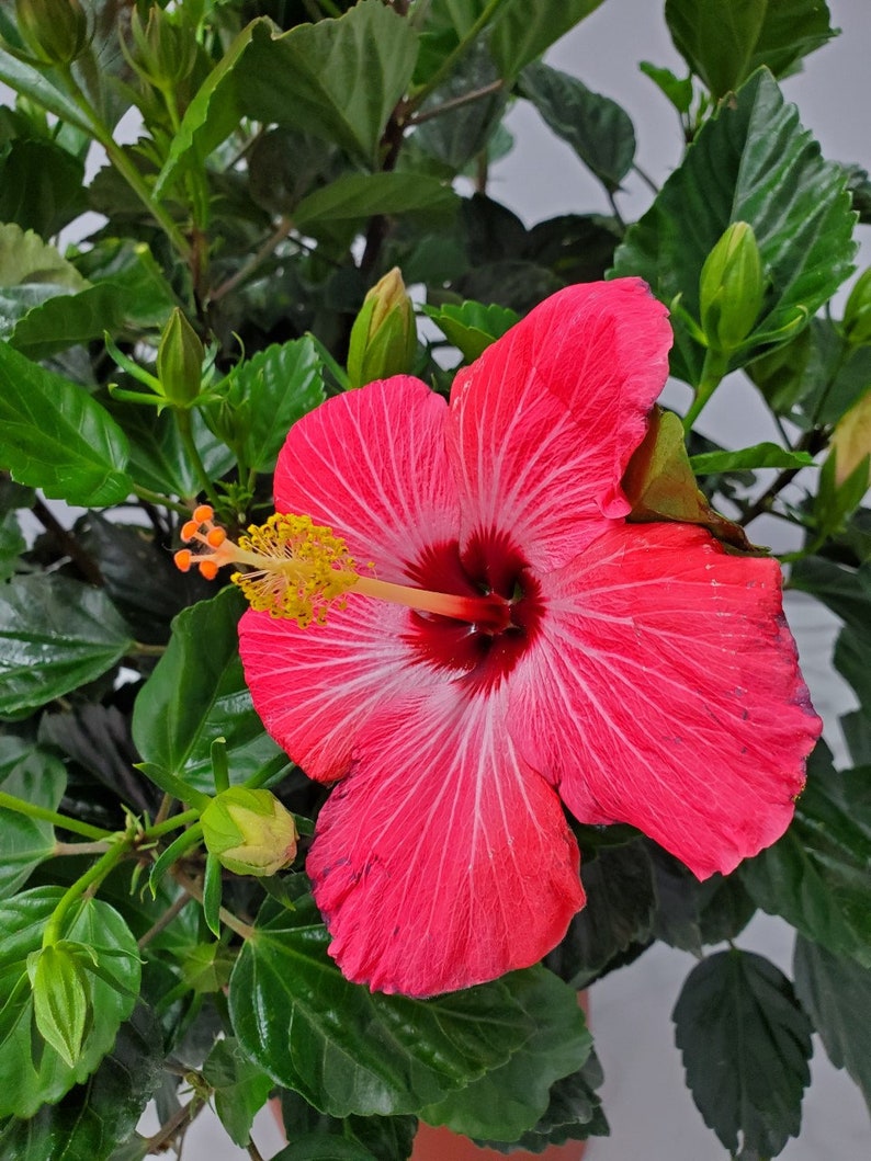 Pink Hibiscus Shrub - 3 Gallon Live Flowering Plant - Hibiscus rosa-sinensis - Outdoor Patio Blooming Bush