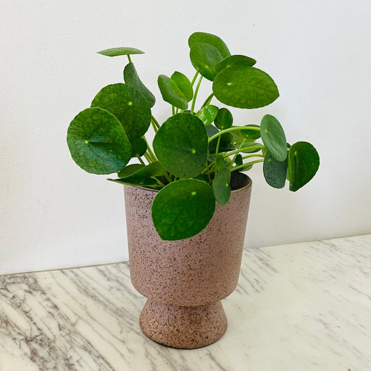 Speckled Blush Ceramic Compote Planter - Small & Large Camille - Stylish Minimalist Design for Home Decor - No Drainage