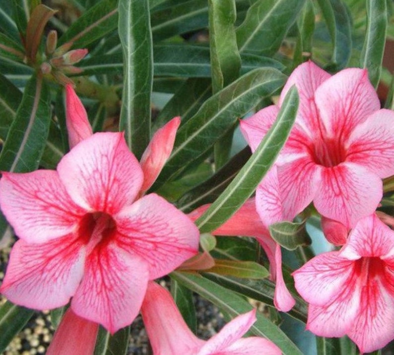 Pink Desert Rose Starter Plant - Live Adenium Obesum - Low-Water Succulent for Containers and Landscapes - Healthy Flower Plant