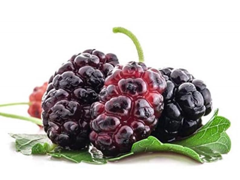 Red Mulberry Tree Live Plant - Starter Fruit Tree - Morus rubra - Hardy in USDA Zones 5-9 - Easy to Grow, Delicious Berries
