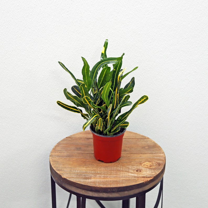 LIVE 4 Inch Banana Croton Plant, Codiaeum Variegatum, Colorful Joseph’s Coat, Bushy Office Plant, Perfect Gift for Any Occasion