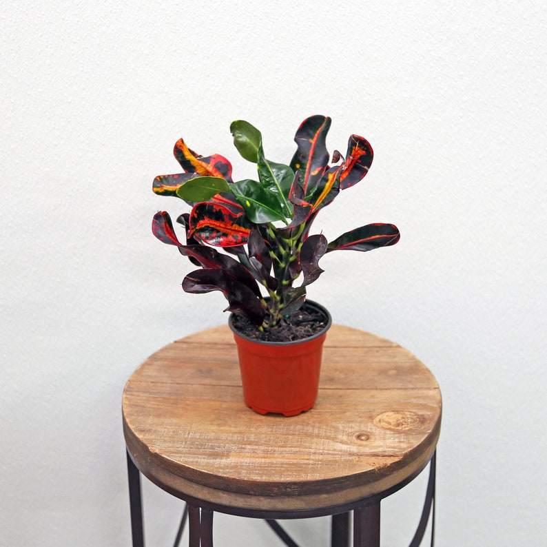 LIVE 4 Inch Pot Croton Mammy Houseplant | Codiaeum Variegatum | Colorful Tropical Indoor Plant for Gifts