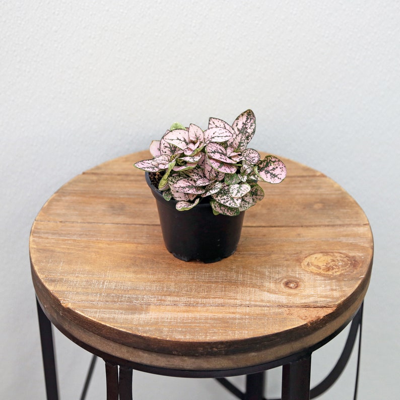 LIVE 4 Inch Pot Hypoestes, Variegated Pink Houseplant, Polka Dot Plant (Hypoestes Phyllostachya), Unique Indoor Gift
