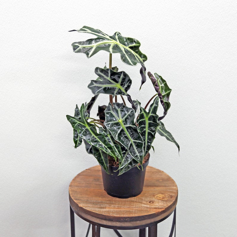 LIVE 6-Inch Alocasia Polly Elephant Ear Plant | African Mask Plant | Indoor Tropical Gift | Alocasia Amazonica