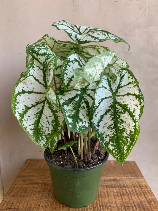 6” Caladium Plant White Christmas - Live Houseplant in 6” Nursery Pot - Caladium bicolor