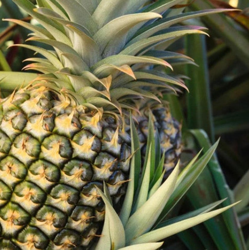 Florida Special Pineapple Plant - Live Fruit Tree - Ananas comosus - Easy Growing Indoor/Outdoor Pineapple Starter Plant