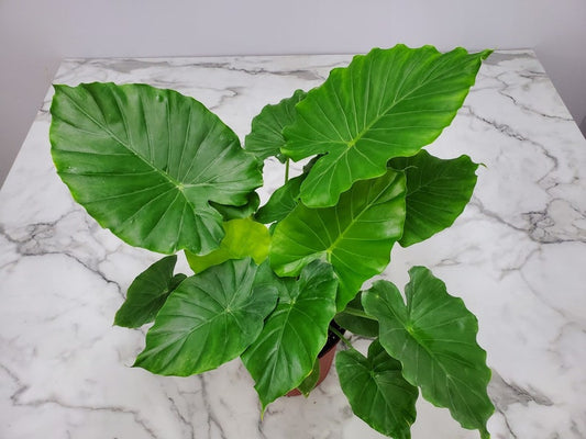 Alocasia California Plant - 3 Gallon Easy Care Elephant Ear Foliage - Tropical House Plant - Alocasia macrorrhiza