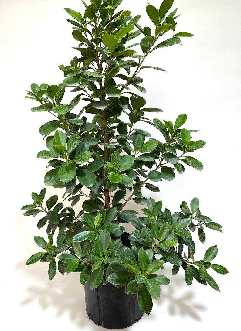 Ficus Moclame Bush 2gal Pot, Ficus Microcarpa Daniella, Ornamental Evergreen Indoor/Outdoor Plant, Glossy Leaves