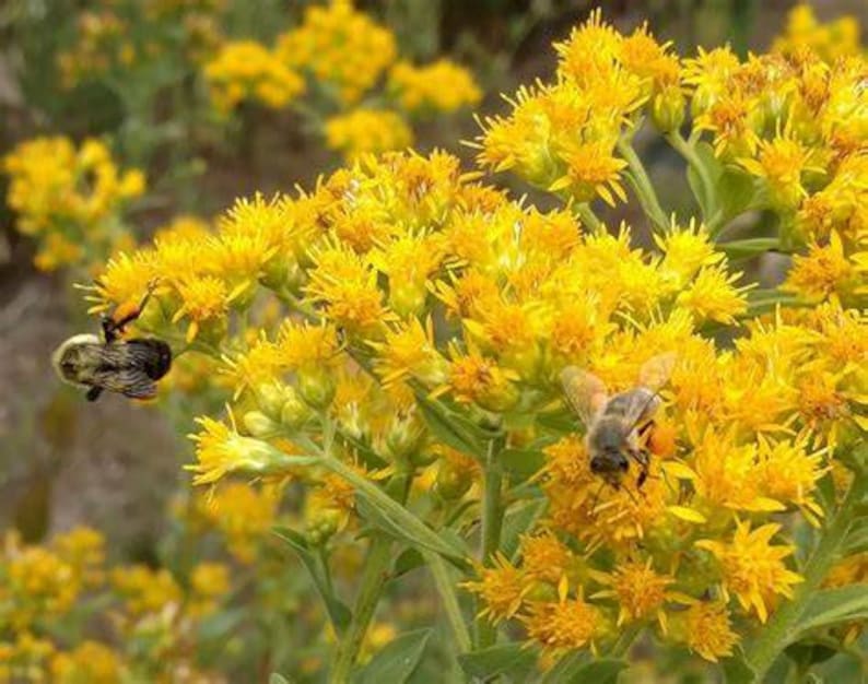 Native Perennial Plants - 3 Bareroot Goldenrod - Solidago rigida - Pollinator Friendly - Drought Tolerant - Free Shipping